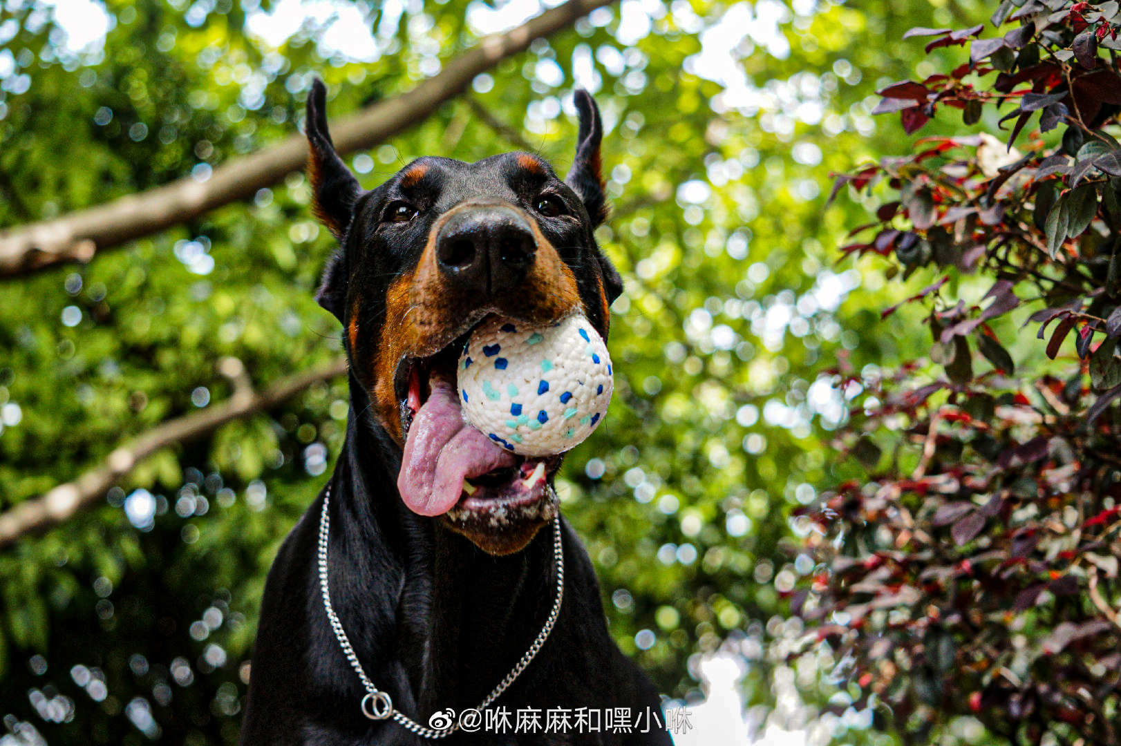 Fugas de juguetes de alimentos para perros
